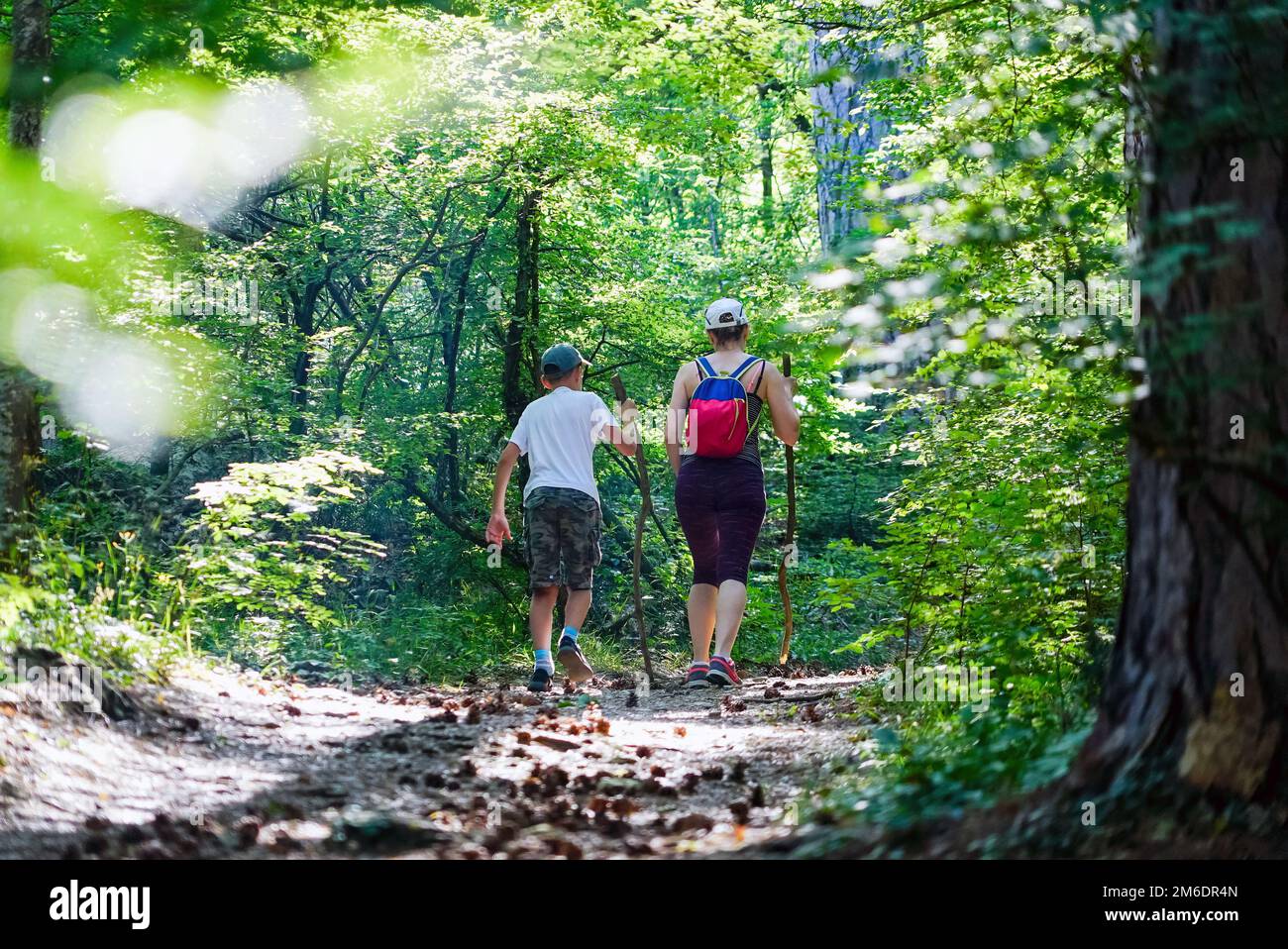 Mutter und Sohn gehen mit Zapfen in den Pinienwald. Stockfoto