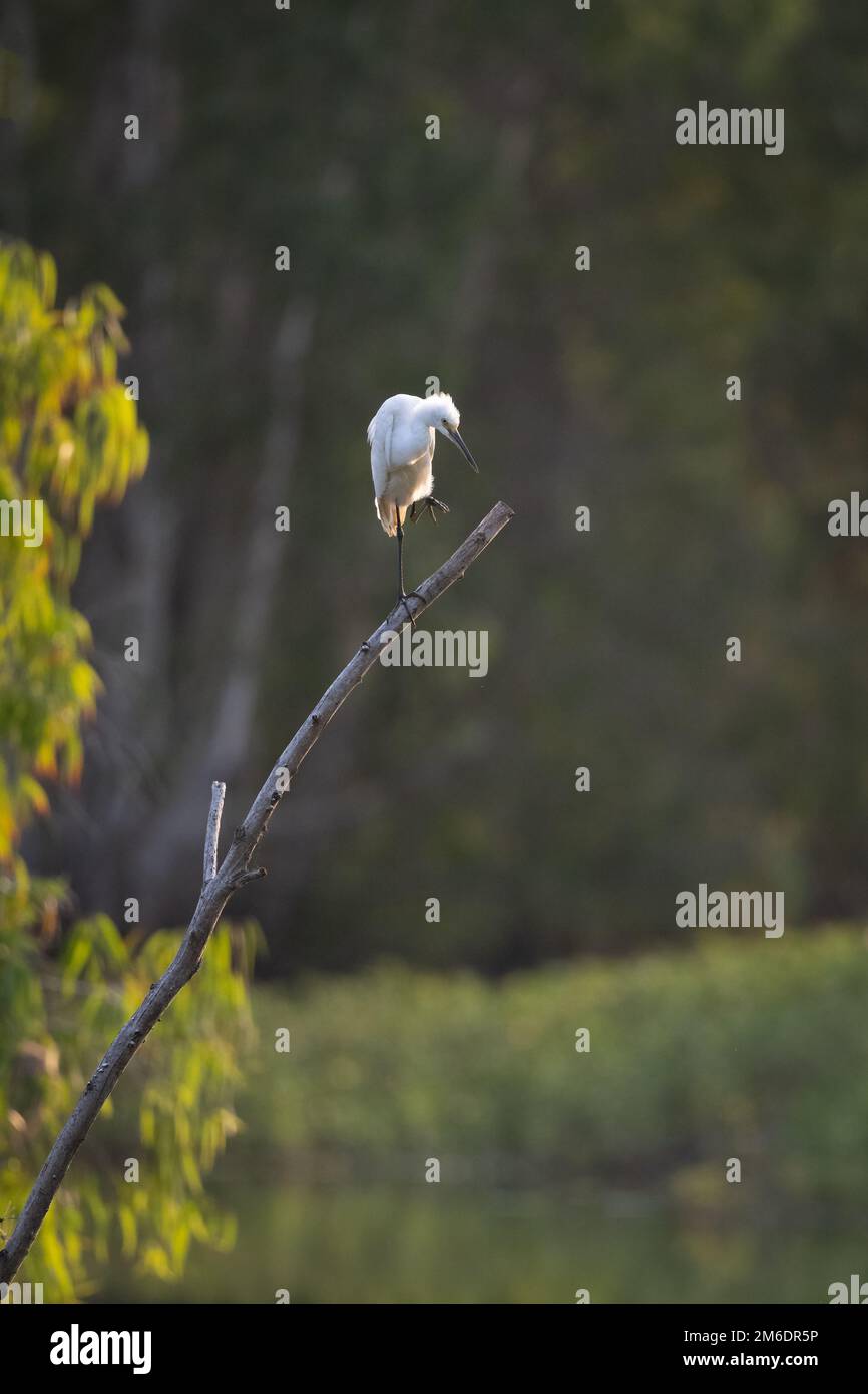 Erwachsener Little Egret, hoch oben auf einem toten Baum, der sich im frühen Morgenlicht zubereitete, bevor es in den Cattana Wetlands in Cairns, Australien, zum Fressen geht. Stockfoto