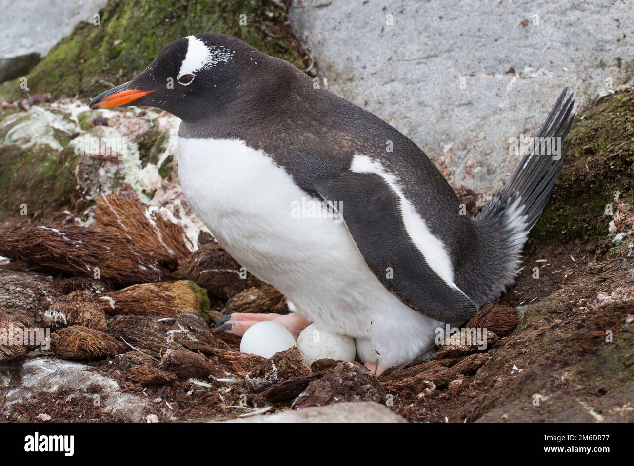 Gentoo-Pinguin, der in einem Nest mit drei Eiern sitzt Stockfoto