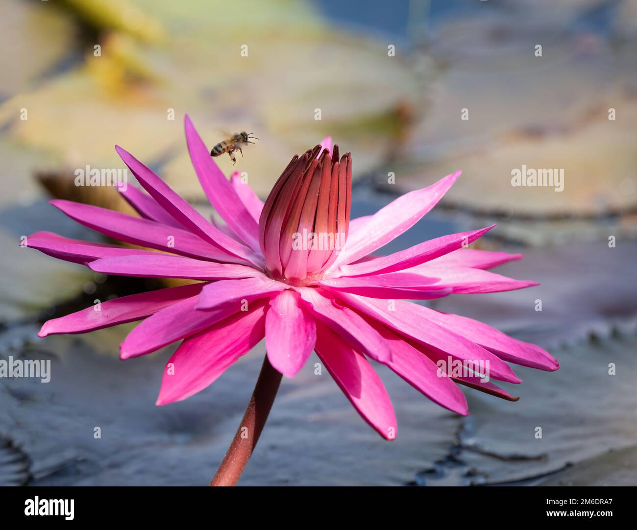 Ein gesundes, tropisches Feuchtgebiet mit einer pulsierenden, rosa Wasserlilie im Vordergrund, die eine schwebende, Pollen mit Honigbiene in Cairns, QLD, Australien umgibt. Stockfoto