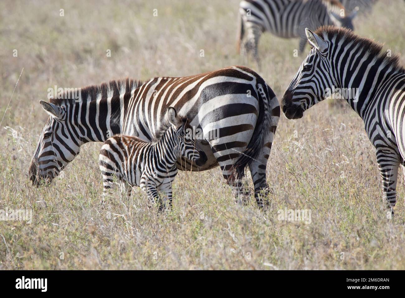 Männliche, weibliche und faule Ebenen Zebra in der Savanne Stockfoto