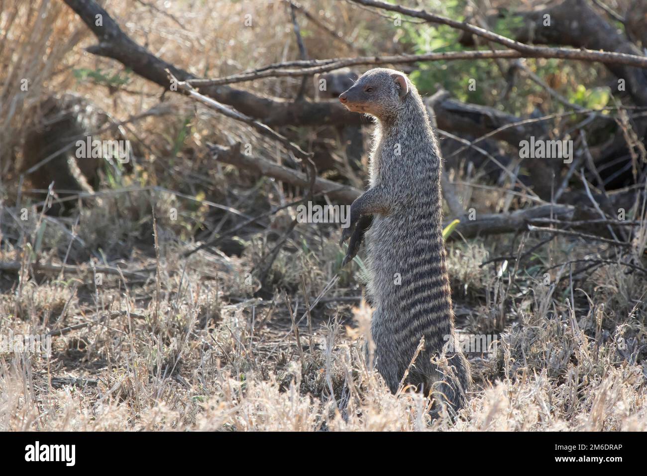 Mungo-Bande in der afrikanischen Savanne bei Sträuchern Stockfoto