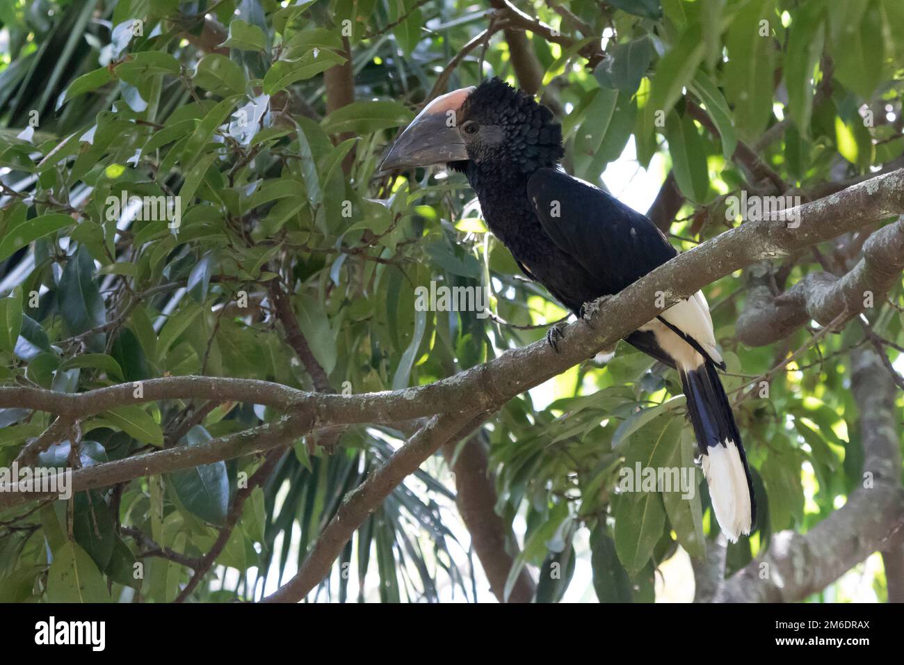 Schwarz-weiß gekleidete Hornvogel, der zwischen den Zweigen in der Krone eines Baumes sitzt Stockfoto