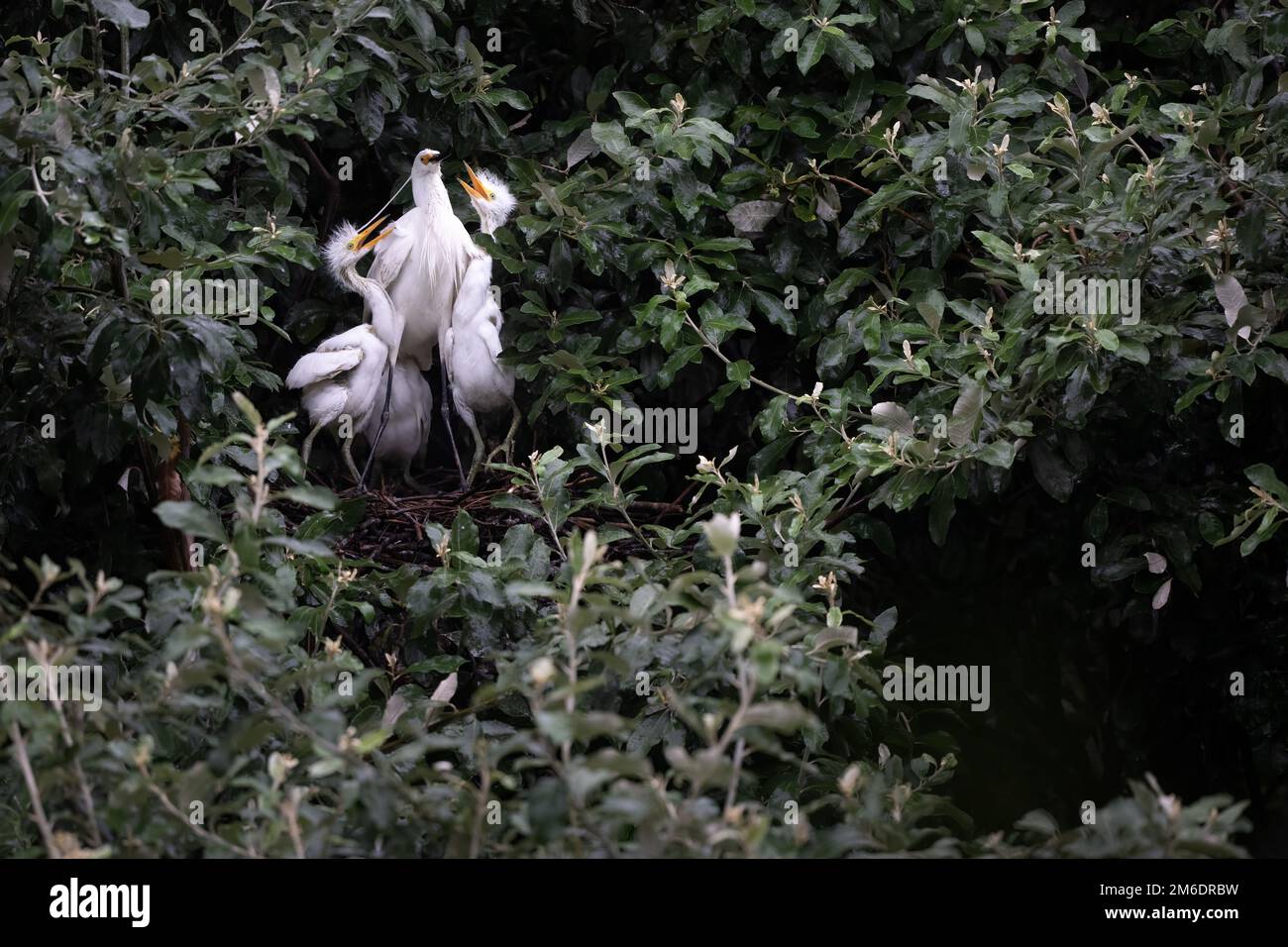 Eine Erwachsene Little Egret ist von zwei jungen Egret-Küken umgeben, während sie sich darauf vorbereitet, ihren Hunger im Macintosh Park Surfers Paradise in Australien zu stillen. Stockfoto