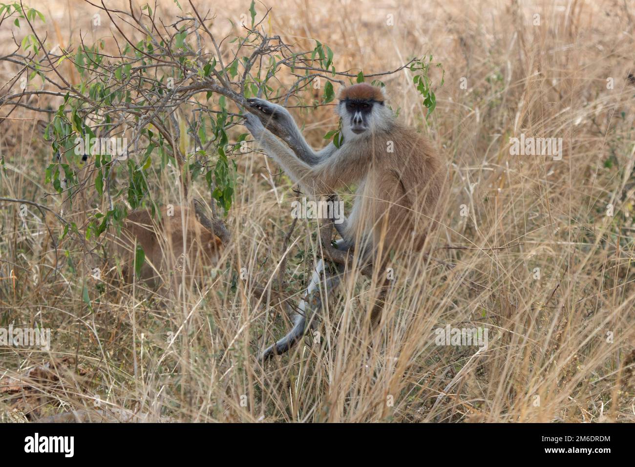 Patas-Affe oder Hussar-Affe, der auf einem Busch in der Savanne sitzt Stockfoto