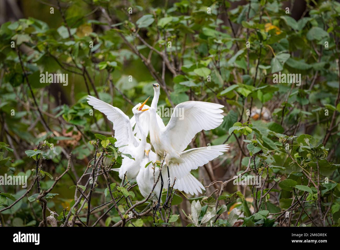 Erwachsene Little Egret ist von drei jungen Egret-Mädels umgeben, die sich darauf vorbereiten, ihren Hunger im Macintosh Park in Surfers Paradise, Australien, zu stillen. Stockfoto