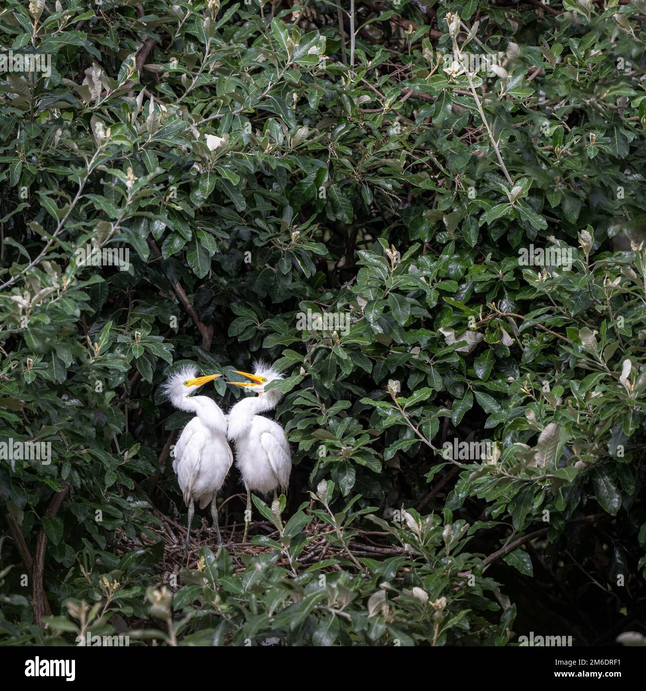 Zwei kleine Egret-Küken stehen in ihrem Nest im Macintosh Park in Surfers Paradise in Australien und warten gespannt auf die Rückkehr der Eltern. Stockfoto
