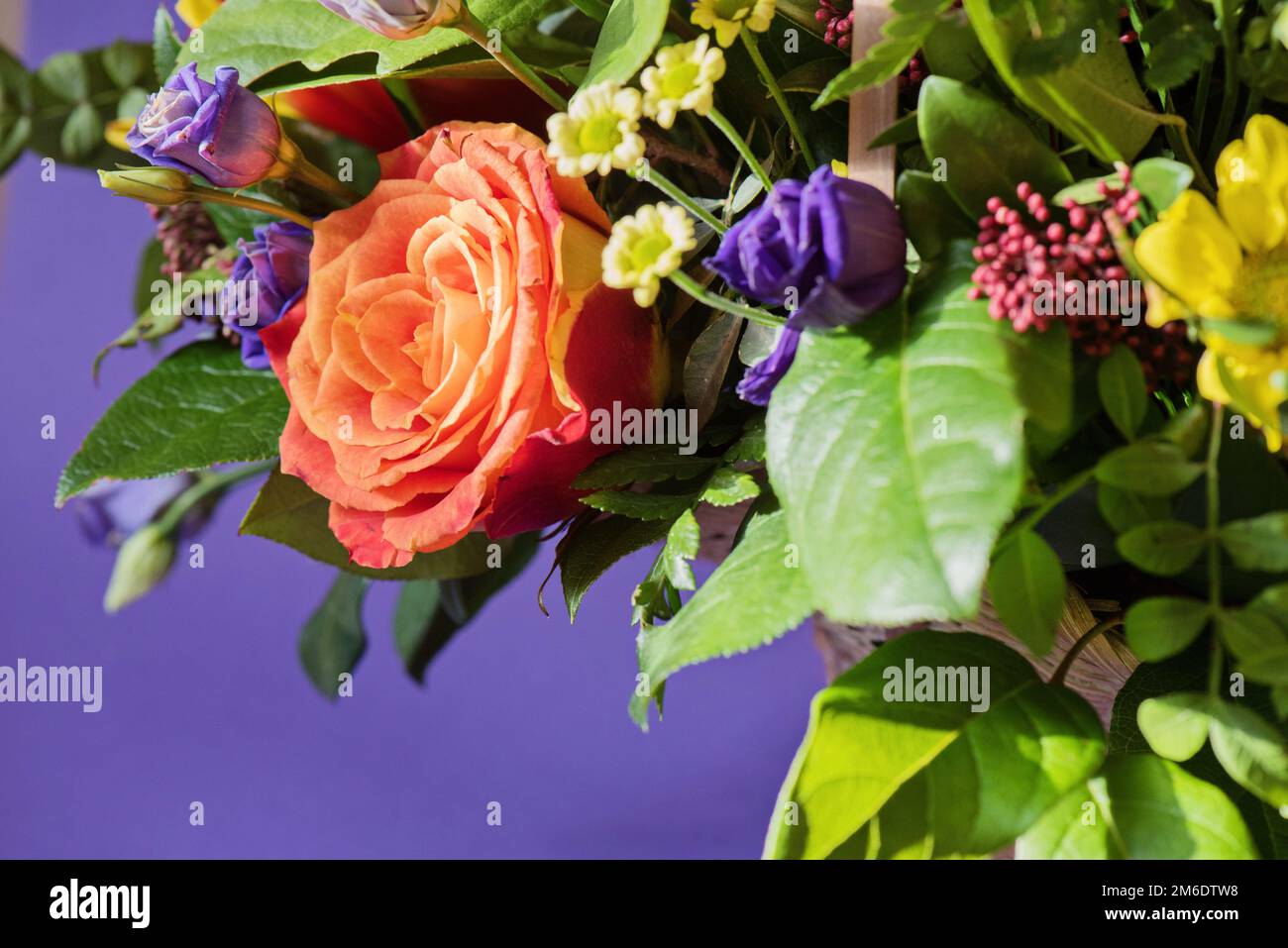 Ein Bouquet von verschiedenen lebendigen Blumen auf violettem Hintergrund Stockfoto