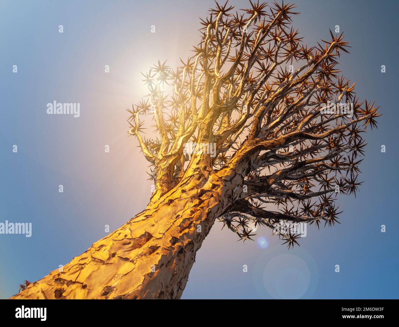Quivertree Aloe Tree in Namibia, Afrika. In Namibia. Stockfoto