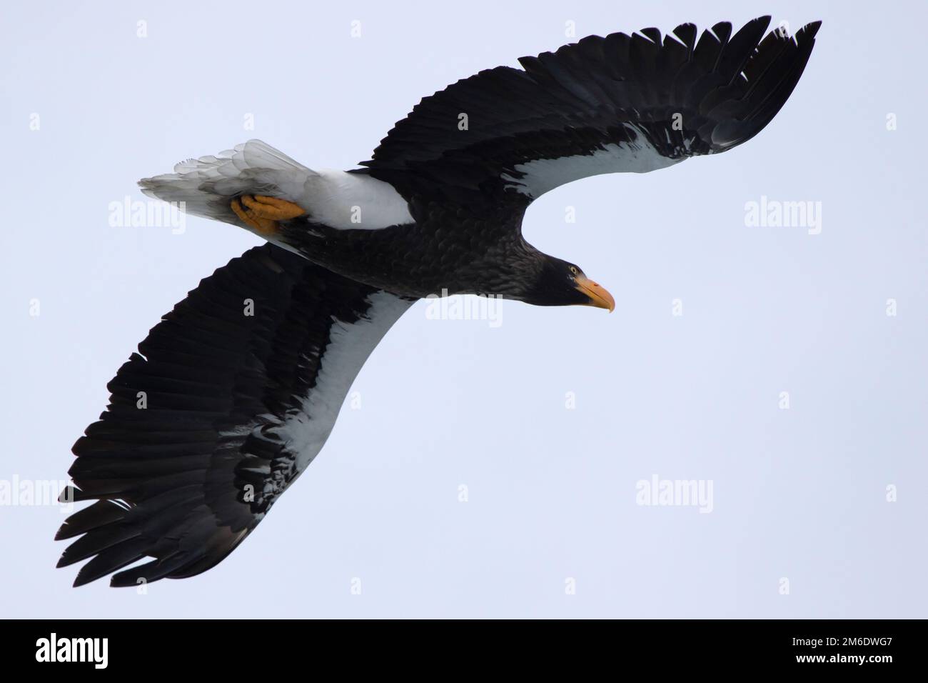 Stellers Seeadler, der an einem Wintertag über einen Hügel fliegt Stockfoto