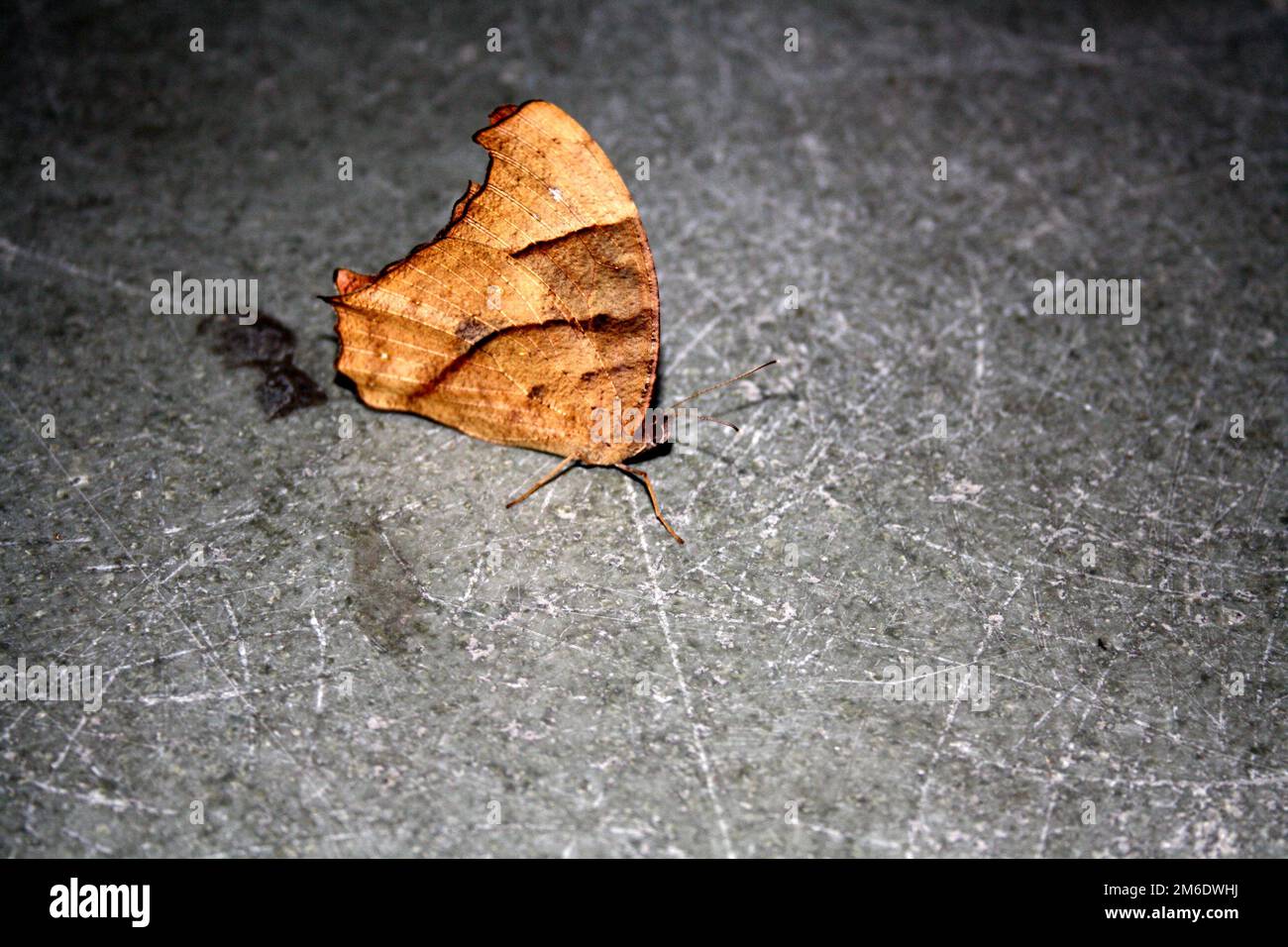 Gebräuchlicher Abendschmetterling (Melanitis leda) in der Trockensaison: (Pix Sanjiv Shukla) Stockfoto