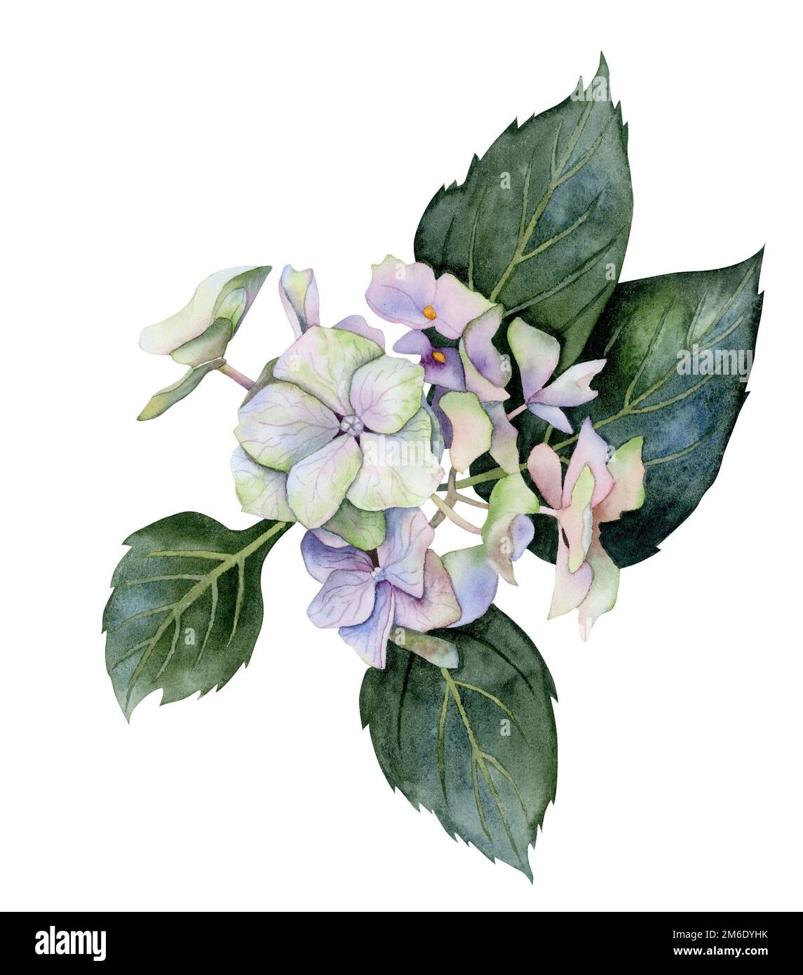 Aquarellrosa und blaue Hortensien. Handbemalte Blumen mit Blättern und Zweig isoliert auf weißem Hintergrund. Natur botanische Illustration für de Stockfoto