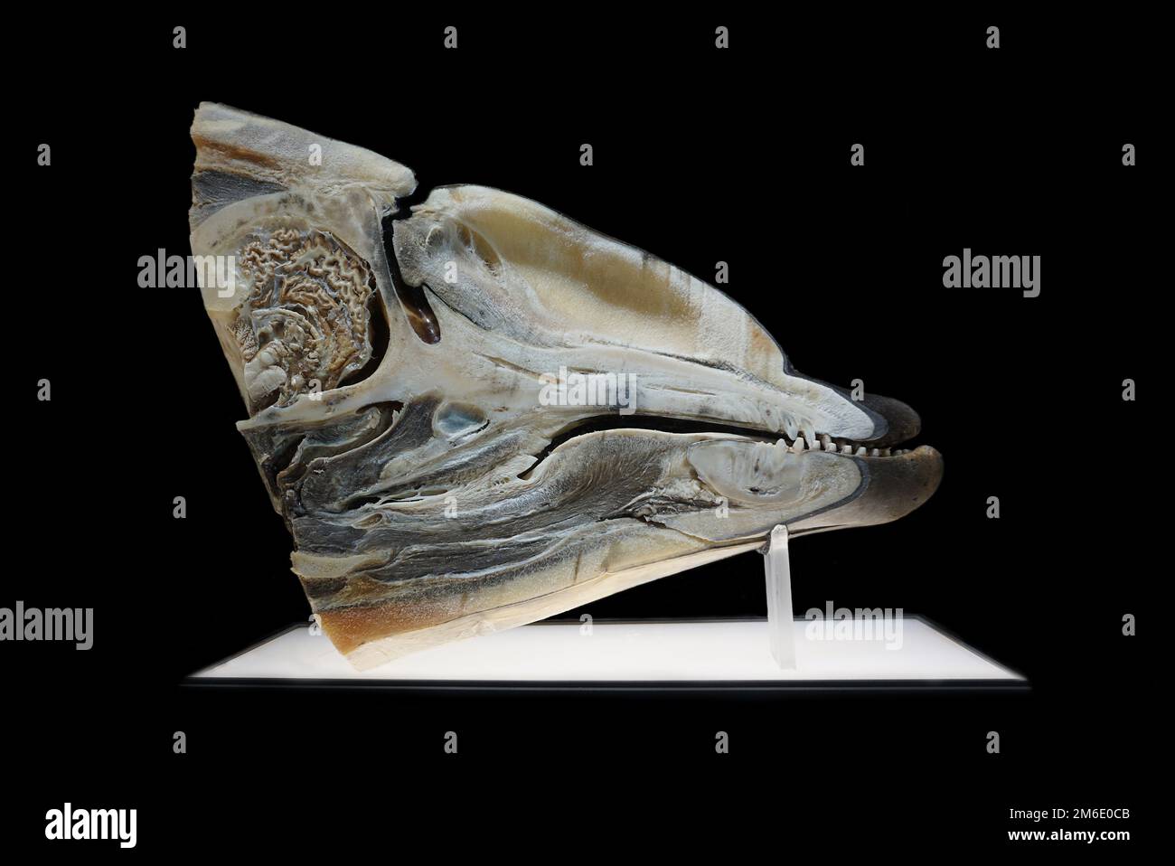 Sagittale Ebene. Kraniale Anatomie des Tursiops truncatus.Common-Tümmlers. Er findet seinen Weg durch Echolokation. Der Knoten ('elon') funktioniert als Radar. Hier sichtbar, unter anderem; das Gehirn, Melone, Schädel, innere Narben, Oberkiefer, Hinterbeine, Affenlippen, burphonische Lippen, diosaktorisches, oberes Gehörfenster, diaktorisches Fenster, diaktorisches, diaktorisches Fenster, diaktorisches Ohr, diaktorisches Ohr, diaktorisches Fenster... Stockfoto