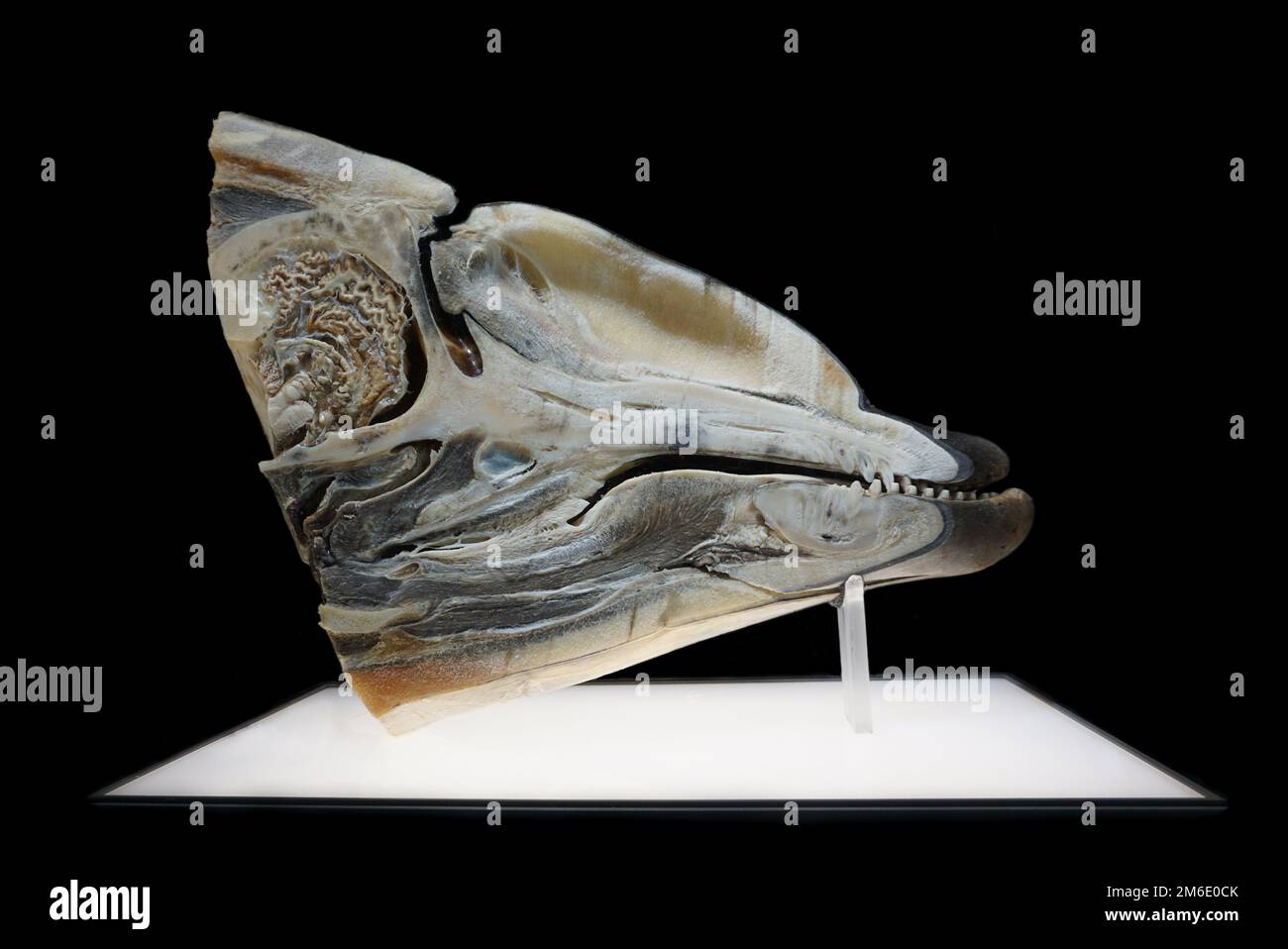 Die kraniale Anatomie des Tümmlers Tursiops truncatus.Common findet seinen Weg durch die Echolokation. Der Knoten ('elon') funktioniert als Radar. Hier sichtbar, unter anderem; das Gehirn, Melone, Schädel, innere Narben, Oberkiefer, hintere Bursa, Affenlippen, phonische Lippen, Diwhole, Luftsäcke, innere Bursa, innere Bursa, Bursa, Bursa, Bursa, Bursa, Bursa, Bursa, Bursa-Bursa-Bursa-Bursa-Blähungen, Blähungen, Blähungen, Blähungen Stockfoto