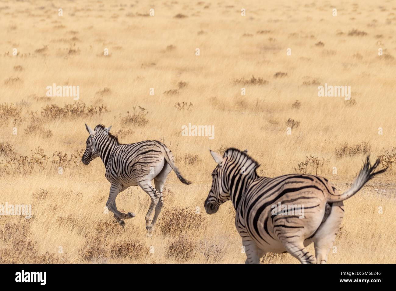 Teleaufnahmen von zwei Burchell's Plains Zebras, Equus Quagga burchelli, die auf den Ebenen des Etosha-Nationalparks in Namibia laufen. Stockfoto