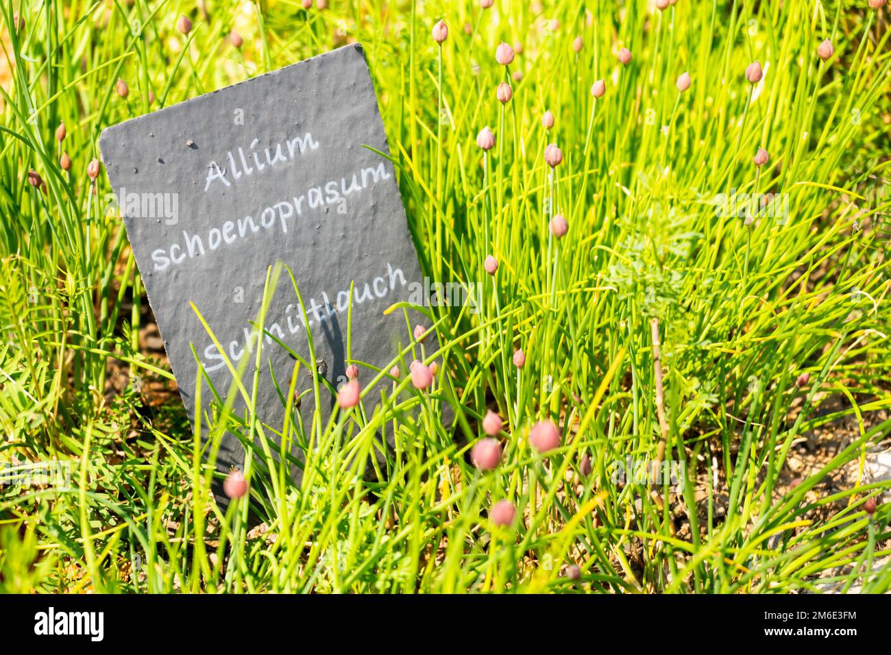 Schwarzes Schild mit Schnittlauch auf hohem Gras Stockfoto