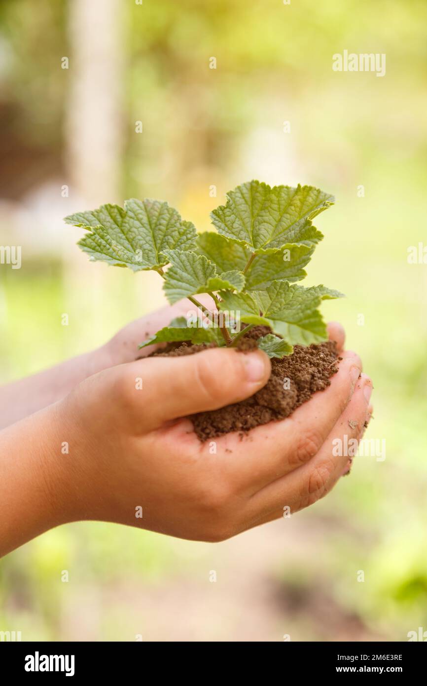Kinderhände Pflanzen neues Lebenskonzept Natur lebender Garten Kopierraum kleiner Baum Stockfoto
