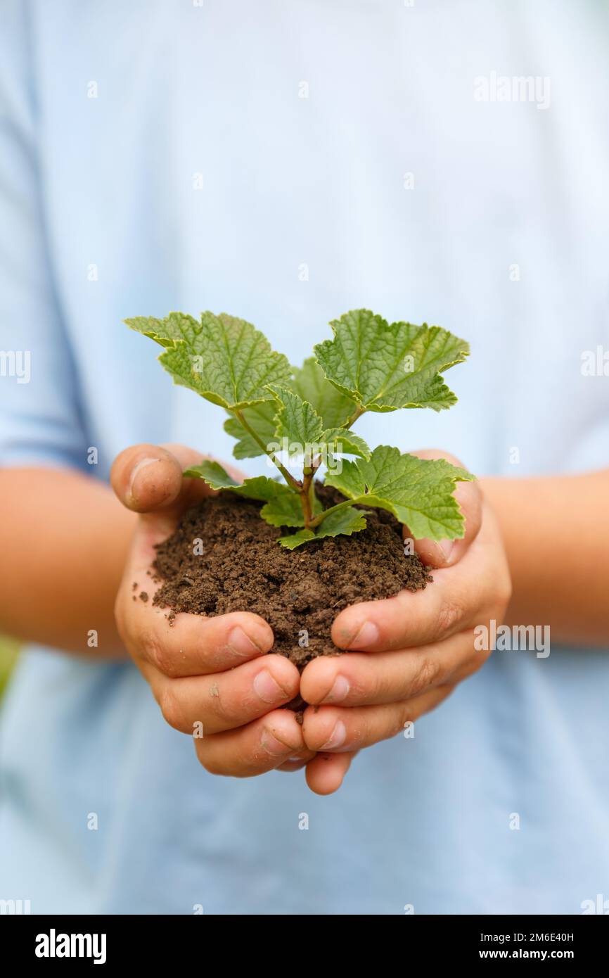 Neue Lebenspflanze Kinderhände halten Baum Natur lebender Kopierraum Kopier Raum Konzept Garten Stockfoto