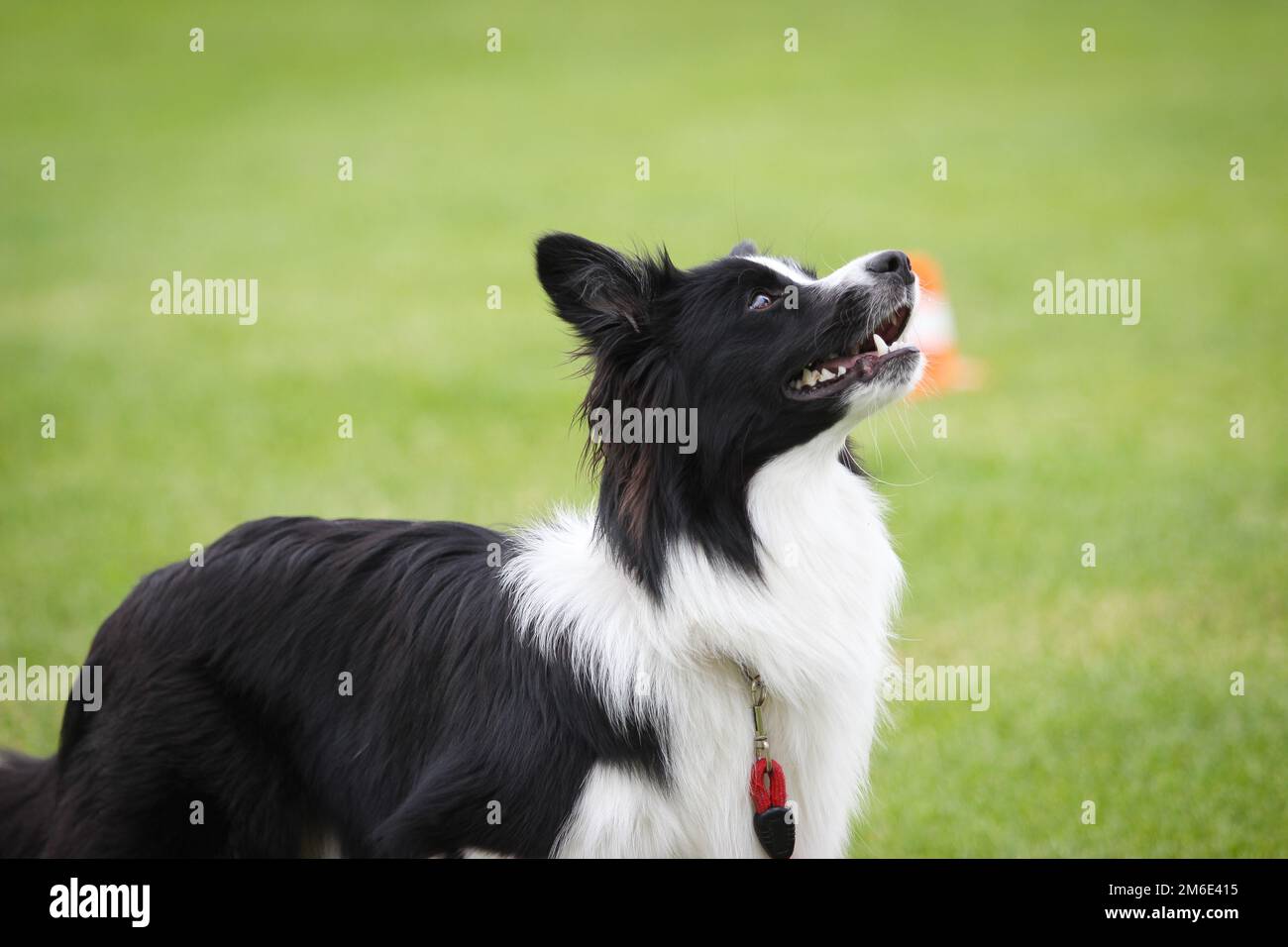 Eine Collie, die auf Signale seines Meisters in der Hundeschule wartet Stockfoto