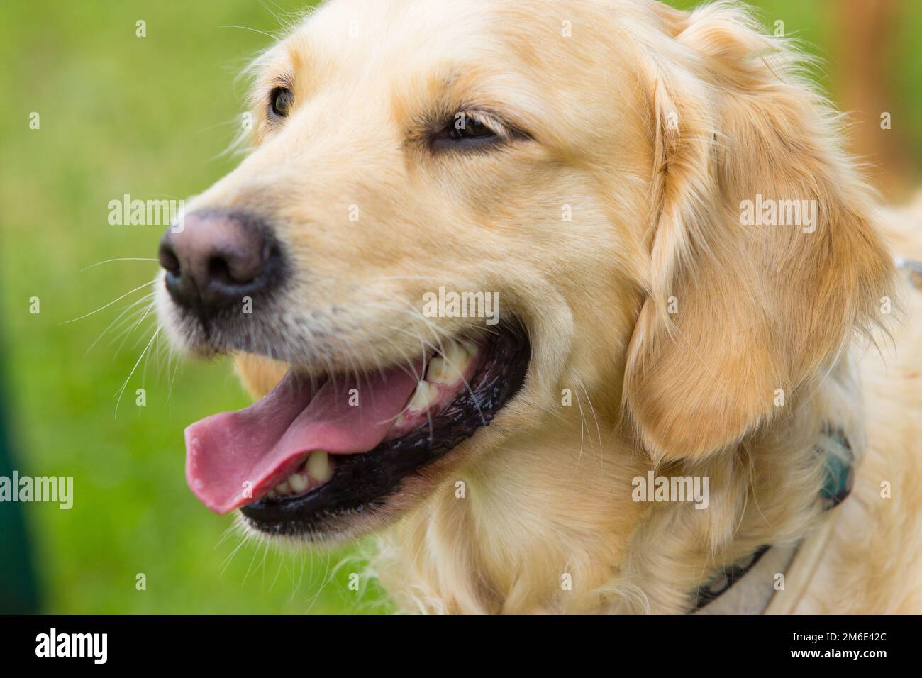 Ein Golden Retriever Hund genießt die Sonne in der Hundeschule Stockfoto