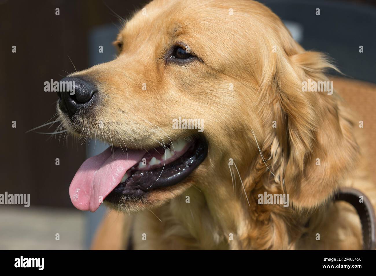 Eine Golden Retriever Hundehose in der Hitze des Sommers Stockfoto