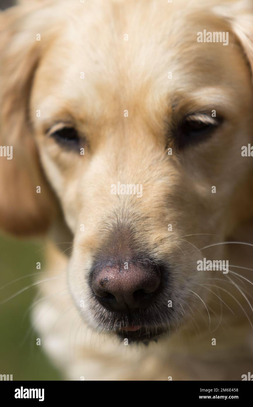 Ein Porträt eines Golden Retriever Hundes Stockfoto