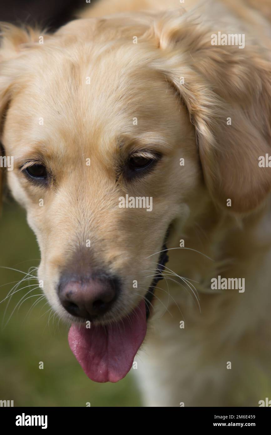 Ein Porträt eines Golden Retriever Hundes Stockfoto