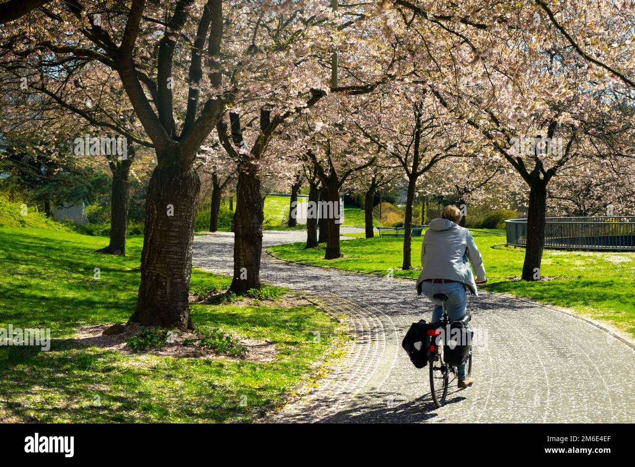 Eine Radfahrerin fährt in einem Stadtpark unter einer Reihe von Bäumen Stockfoto