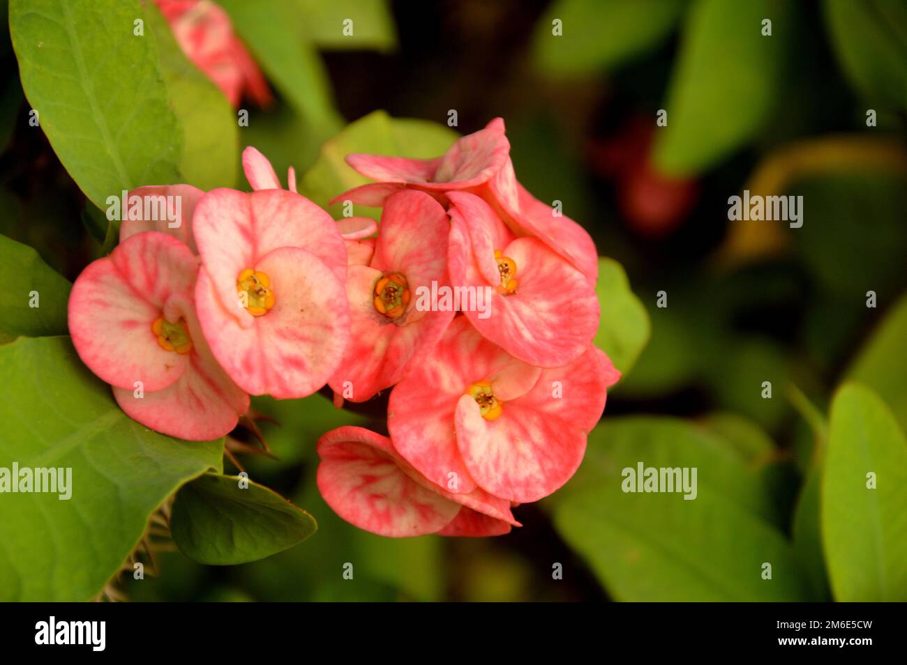 Dornenkrone Blumen Euphorbia Milli Desmoul Stockfoto
