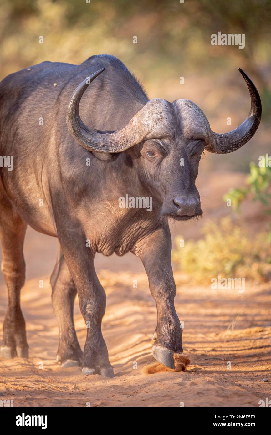 Afrikanischer Büffel, der in Richtung Kamera läuft. Stockfoto