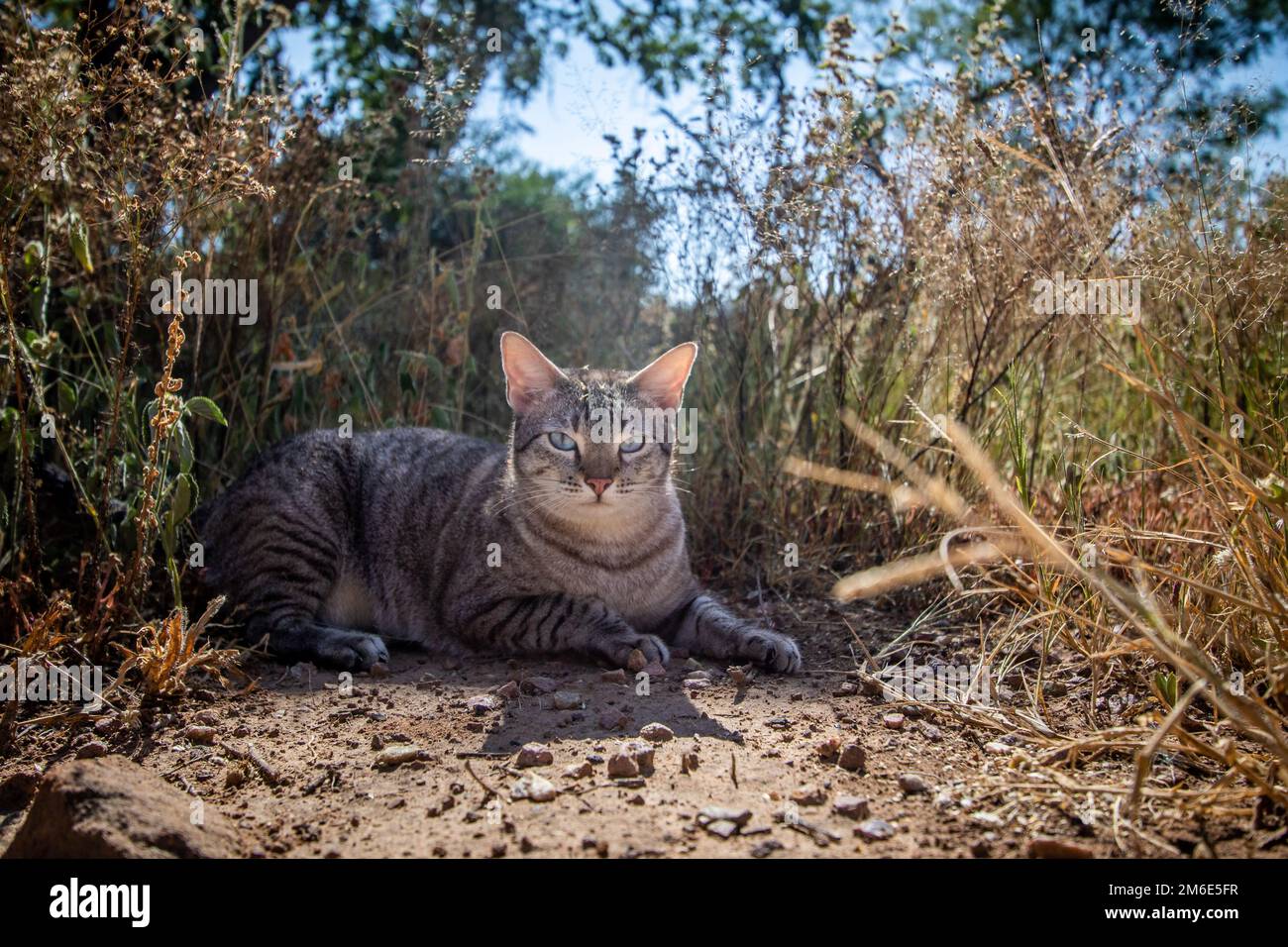 Blauäugige Katze, die im Gras lag. Stockfoto