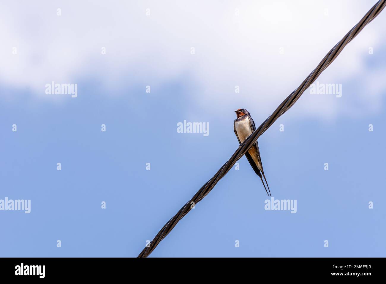Schluck Vogel am Draht an sonnigen Tagen Stockfoto