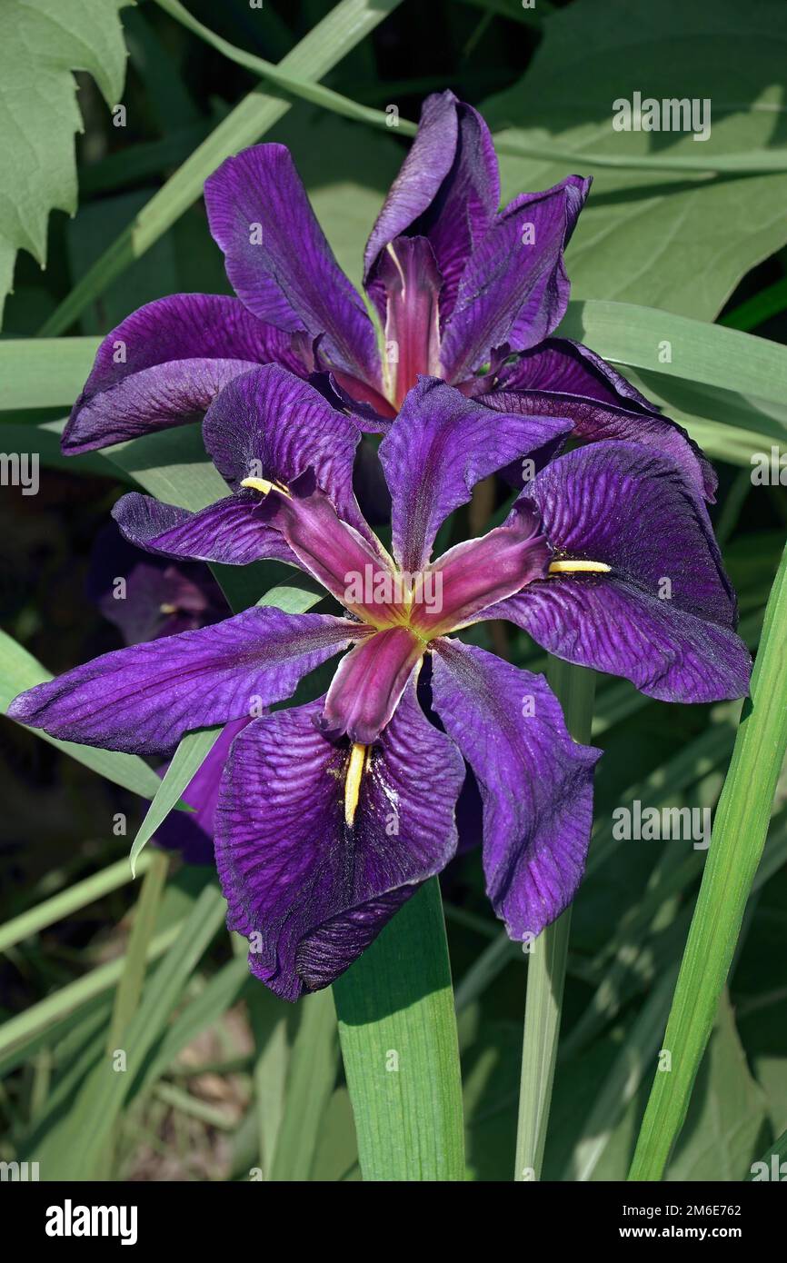 Nahaufnahme der Blüten der Black Gamecock Louisiana Iris (Iris louisiana Black Gamecock) Stockfoto