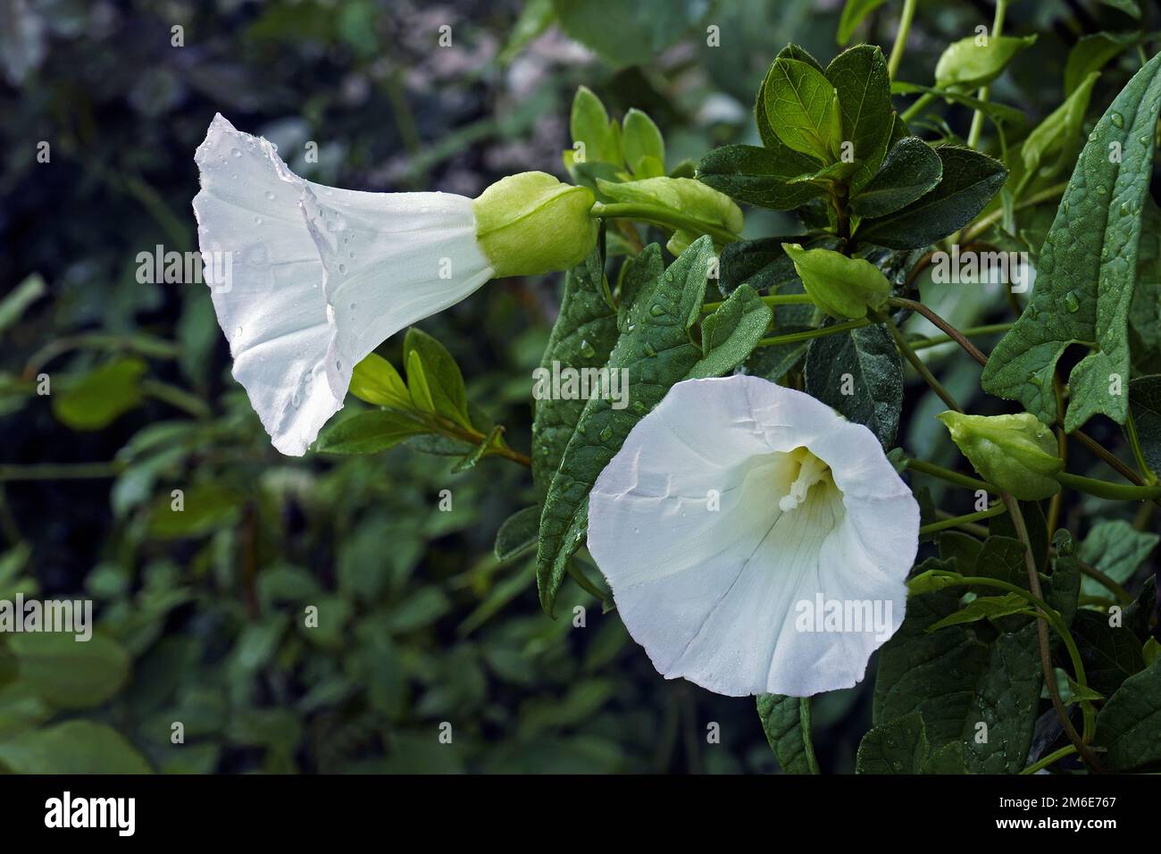 Nahaufnahme von Hecken-Tassenblumen (Calystegia sepium) Stockfoto