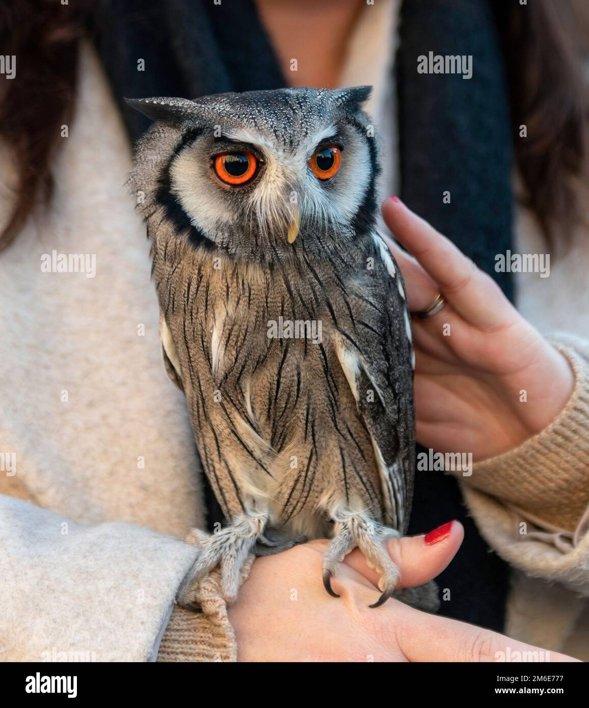 Eine Nahaufnahme einer wunderschönen braunen Eule mit orangefarbenen Augen auf einer Hand des Menschen Stockfoto