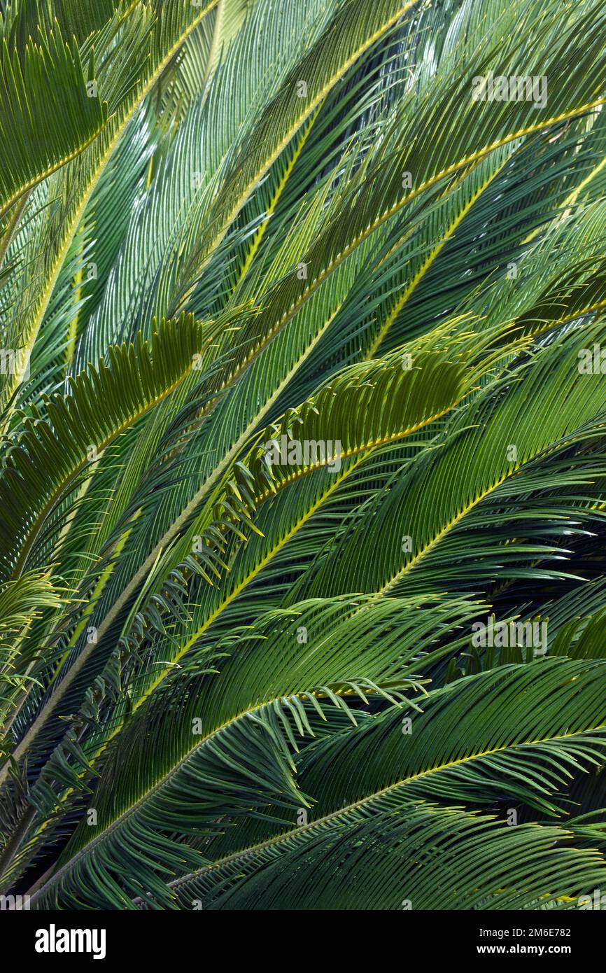 Nahaufnahme der Sago-Palmenblätter (Cycas Revoluta) Stockfoto