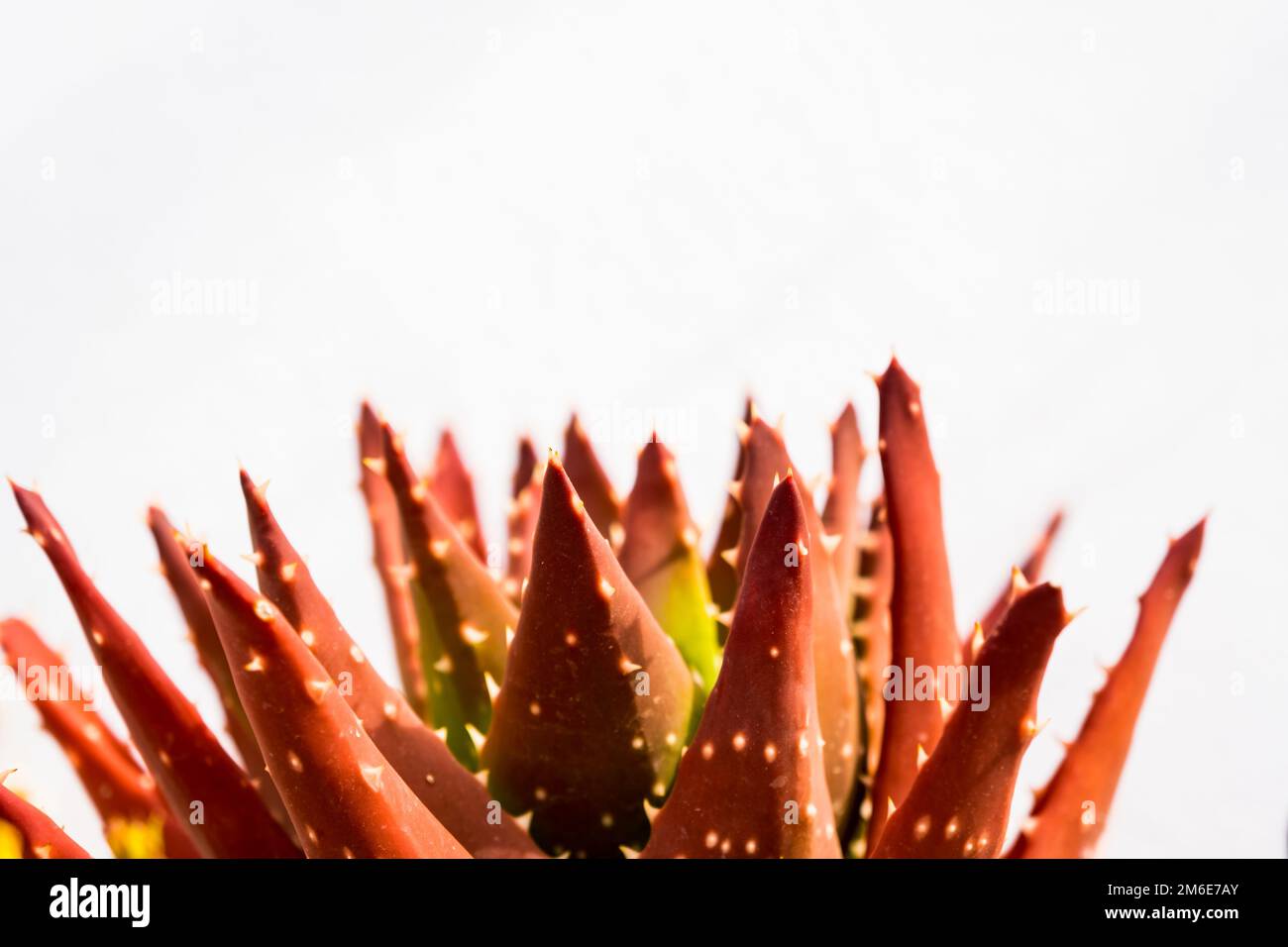 Aloe harmsii Fotos und Bildmaterial in hoher Auflösung Alamy