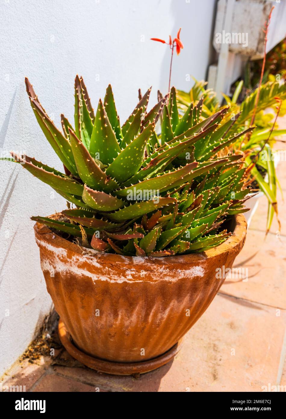 Aloe Sukkulente Pflanze im Tonblumentopf. Aloe juvenna oder Tigerzahn Aloes  Pflanzen im Freien. Anbau von Pflanzen im Heimgarten. Katalonien, S  Stockfotografie - Alamy