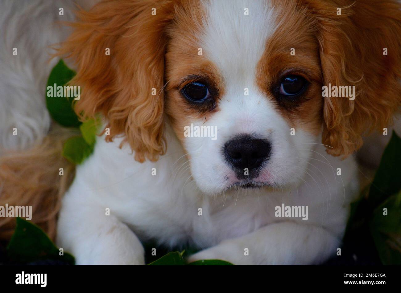 Cavalier Welpen Stockfoto