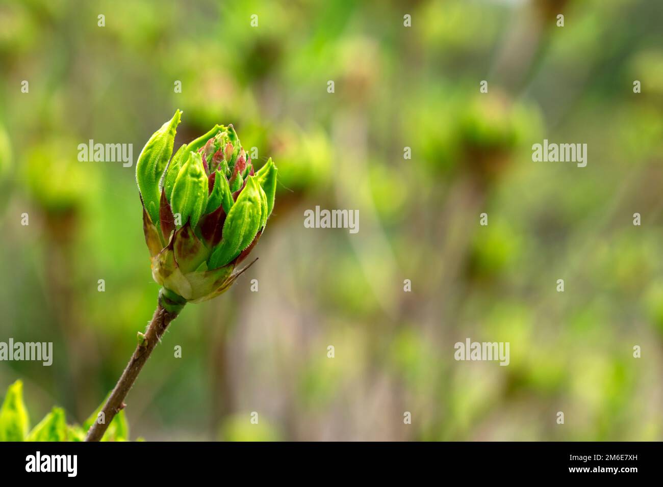 Rosa Rhododendron mit einer ungeöffneten Knospe auf grünem, natürlichem Hintergrund. Grüne Knospenblume auf natürlichem, verschwommenem Hintergrund, Frühlingshintergrund Stockfoto