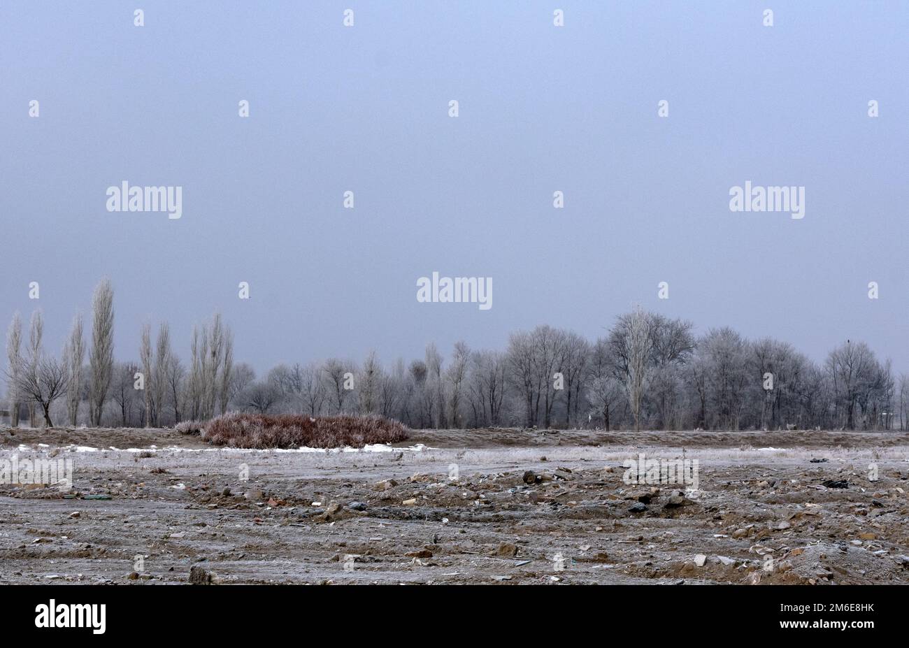 Ein Haufen Bäume im Winter Stockfoto