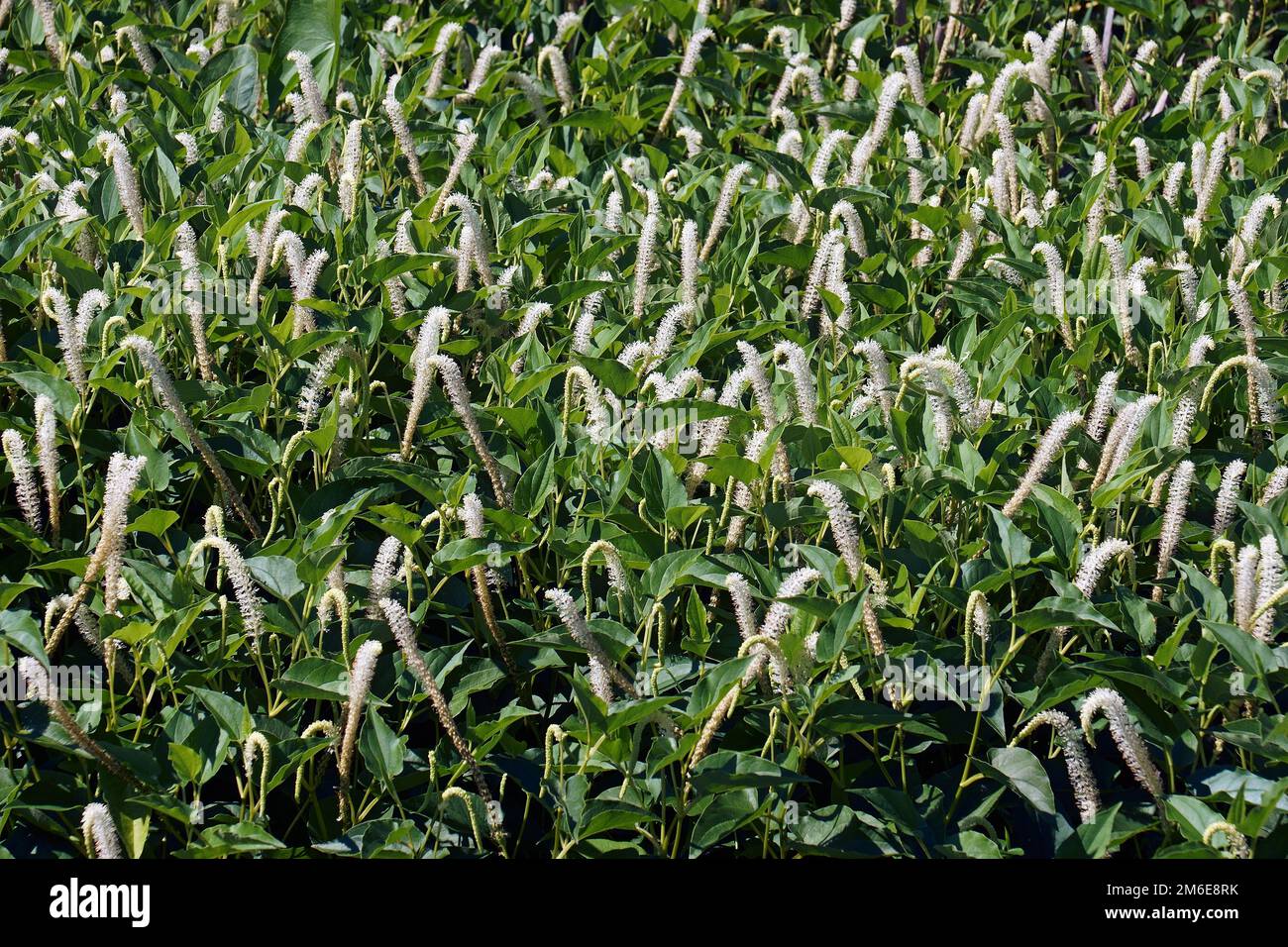 Bild von mehrfachen Eidechsenschwanzblumen in natürlicher Umgebung Stockfoto
