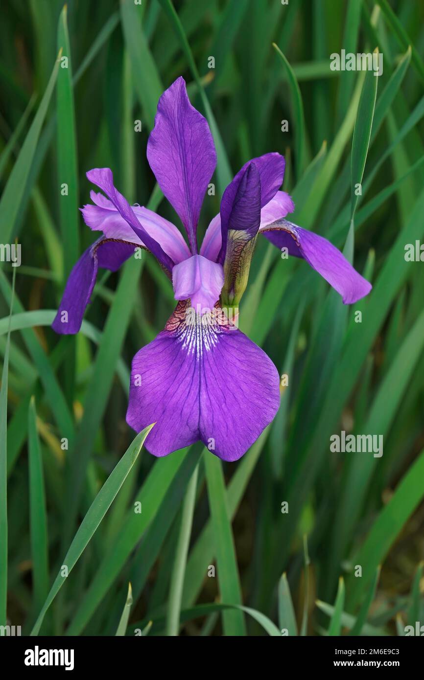 Nahaufnahme der sibirischen Irisblume Stockfoto