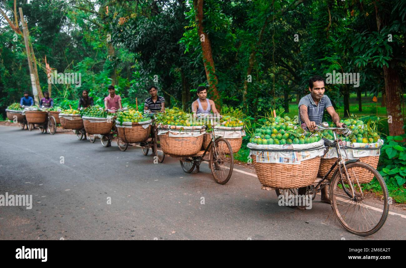 Rajshahi, Rajshahi, Bangladesch. 4. Januar 2023. Hunderte von Mangos werden in Körbe gestapelt und können verkauft werden. Die Früchte werden aus nahe gelegenen Gärten gebracht und sind die einzige Ernte, die während der dreimonatigen Monsunsaison auf diesem Markt in Kansat im Bezirk Chapai Nawabganj, Bangladesch, verfügbar ist. Täglich werden erstaunliche 1.500 Tonnen frische Mangos verkauft, die Arbeiter auf ihren Fahrrädern mit angehängten Körben transportieren. Jede trägt bis zu 200kg kg. (Bild: © Mustasinur Rahman Alvi/ZUMA Press Wire) Stockfoto