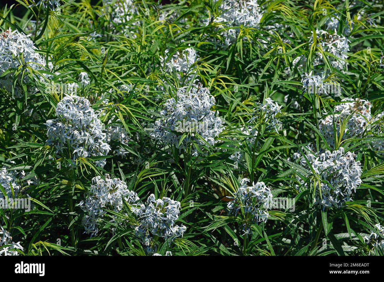 Nahaufnahme von Hubricht bluestar Blumen und Laub Stockfoto