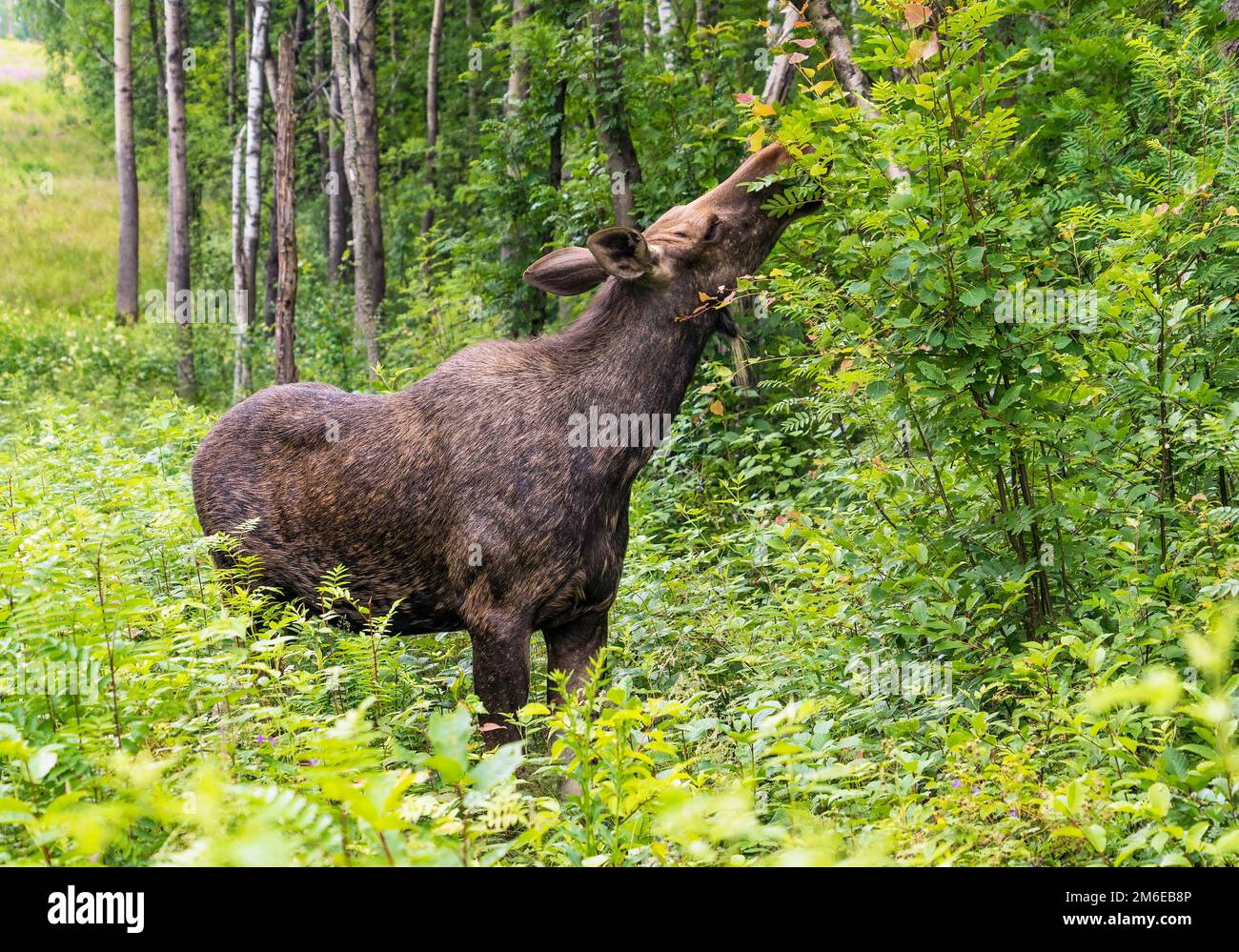 Elche im Wald essen junge Blätter auf Zweigen. Stockfoto