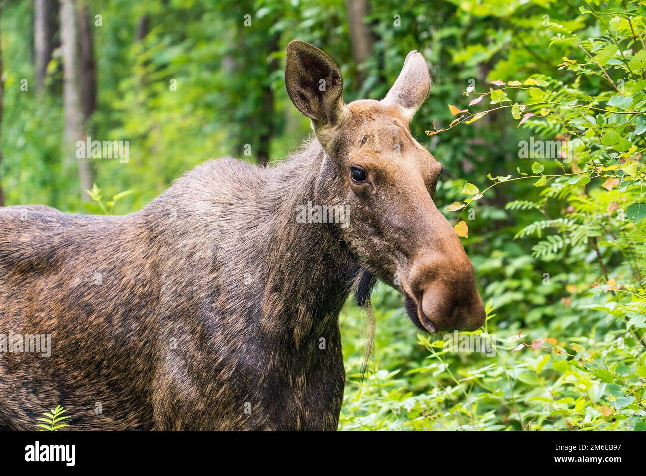 Der Elch im Wald ist bewegungslos. Stockfoto