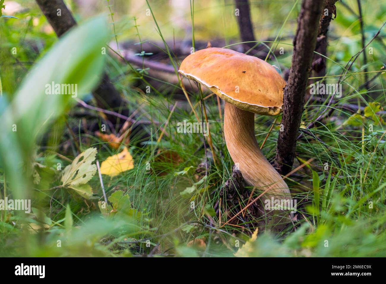 Weißer Pilzboletus im Wald unter einem Baum. Stockfoto