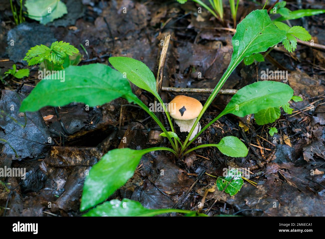 Weißer Pilzboletus im Wald unter einem grünen Blatt. Stockfoto