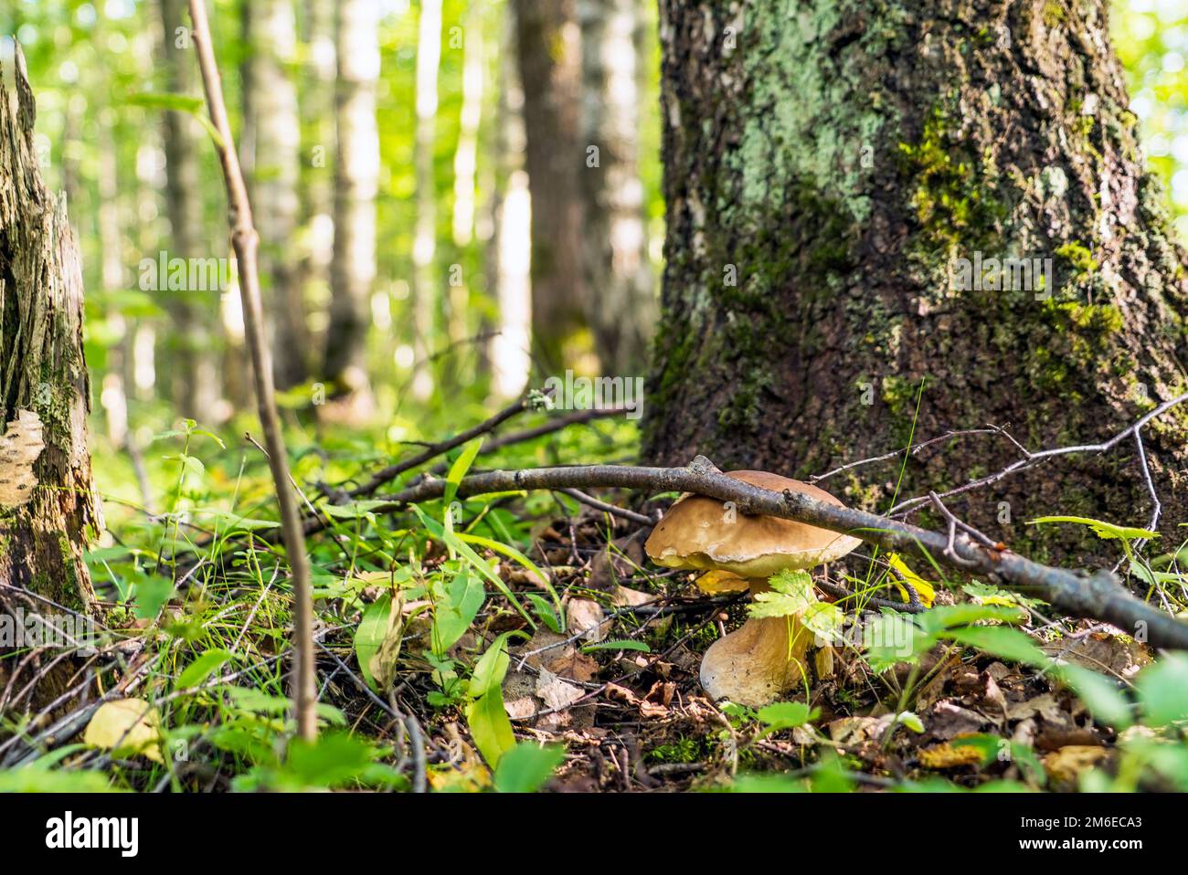 Weißer Pilzboletus im Wald unter einem Baum. Stockfoto